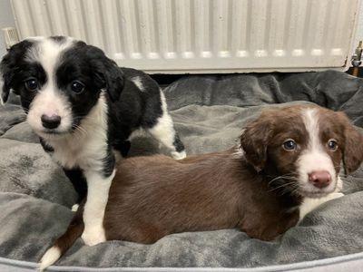 Calyso could live with children aged 5 years and older.
Her new adopters will be required to attend our excellent Dog School classes which will help her learn key life skills
