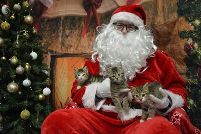 The Ulster Society for Prevention of Cruelty to Animals (USPCA) of Kittens Junior, Alan and Jasper. The  animal charity is celebrating after receiving funding to expand a service which supports pet owners experiencing poverty. USPCA supplies almost 8,000 pet parcels to food banks across Northern Ireland every year. Issue date: Saturday December 20, 2025. PA Photo. Photo : USPCA /PA Wire