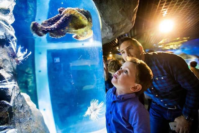 Children will have the opportunity to learn about marine life at the pop-up aquarium from Exploris NI