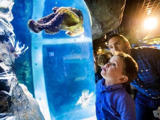 Children will have the opportunity to learn about marine life at the pop-up aquarium from Exploris NI