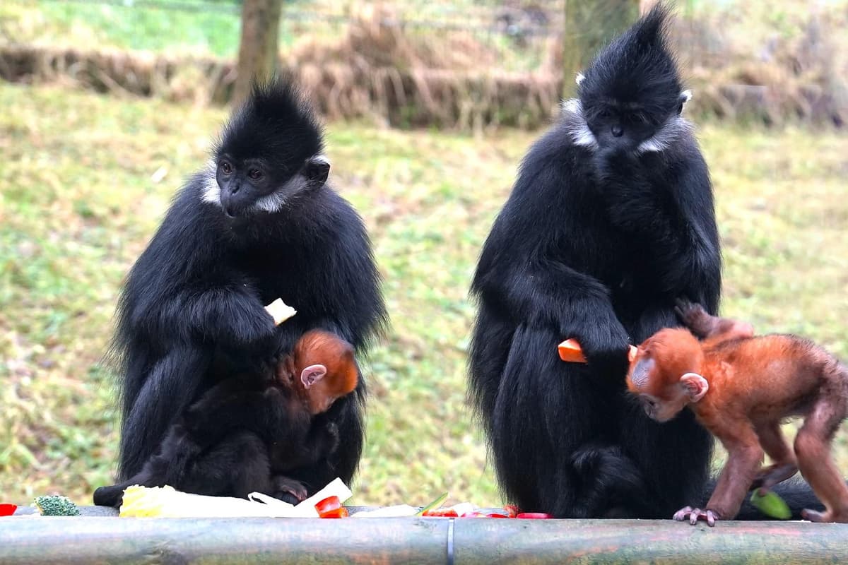 Look at the two new baby monkeys born at Belfast Zoo into the resident François' Langur family group