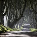 Eleven trees at the Dark Hedges are reported to be dangerously unstable. The scene was made famous by the Game of Thrones television series.
Photo: Michael Cooper/Woodland Trust/PA Wire