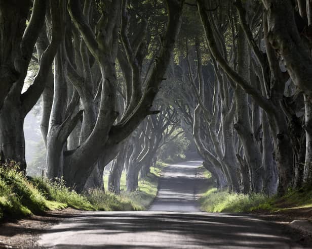 Eleven trees at the Dark Hedges are reported to be dangerously unstable. The scene was made famous by the Game of Thrones television series.
Photo: Michael Cooper/Woodland Trust/PA Wire