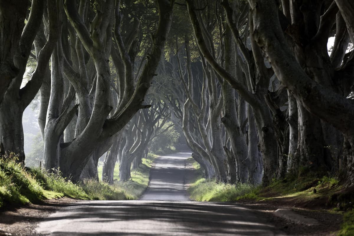 Dark Hedges threat - 11 trees reported to be dangerously unstable face the chop