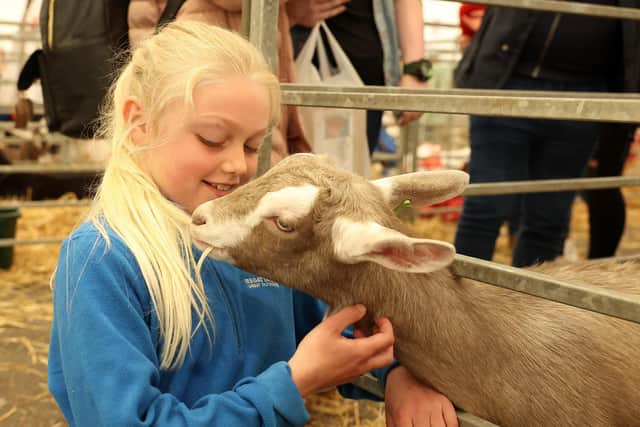 11th April 2023 - Northern Ireland. Day two at Balmoral Show, in partnership with Ulster Bank.  Nine-year-old Anna McFeeters from Carryyduff with the goats. Picture by Jonathan Porter/PressEye