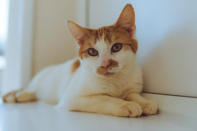 Maisy is a bit friendlier than her friend Ginger, but she'll still be quite shy initially. Once she's got a baring of her surroundings, she'll warm up to you in no time and become more affectionate than you could possibly imagine.
