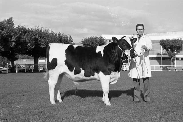 Pictured in October 1981 at the Royal Ulster Autumn show and sale at Balmoral is Brookeborough farmer Herbie Crawford with the Friesian reserve male champion at the show and sale. Picture: Farming Life archives/Darryl Armitage