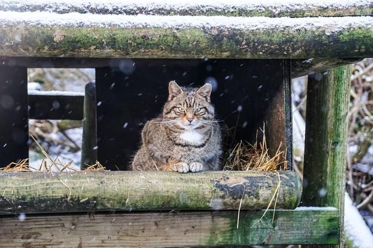 Being a native species of the British Isles, the Scottish Wild Cat is perfectly adept at dealing with the snow.