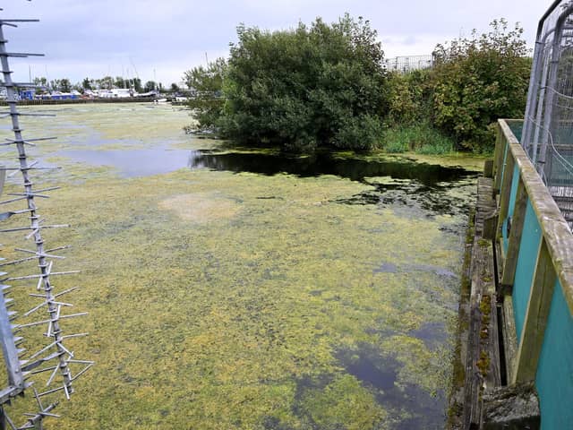 Blue green algae deposits at Ballyronan, Lough Neagh