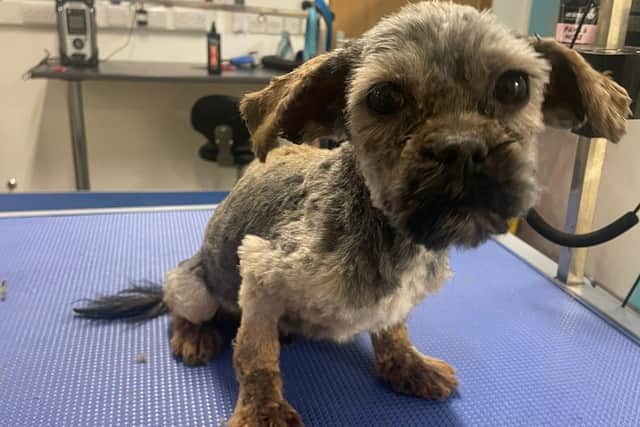 Once all the matted fur was removed, Oscar was revealed to be a Yorkie-Shih tzu cross and is making a good recovery