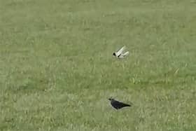 The white Jackdaw pictured with a usual black version.