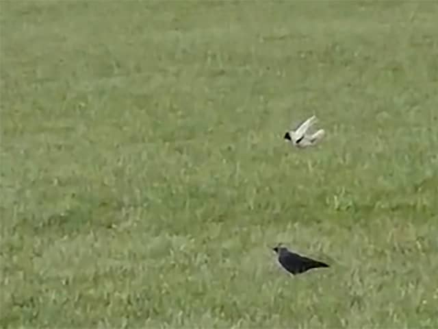 The white Jackdaw pictured with a usual black version.