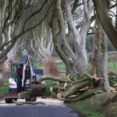 The strong winds overnight from Storm Isha has brought down another large oak tree at The Dark Hedges in Ballymoney.
Photo Stephen Davison/Pacemaker Press