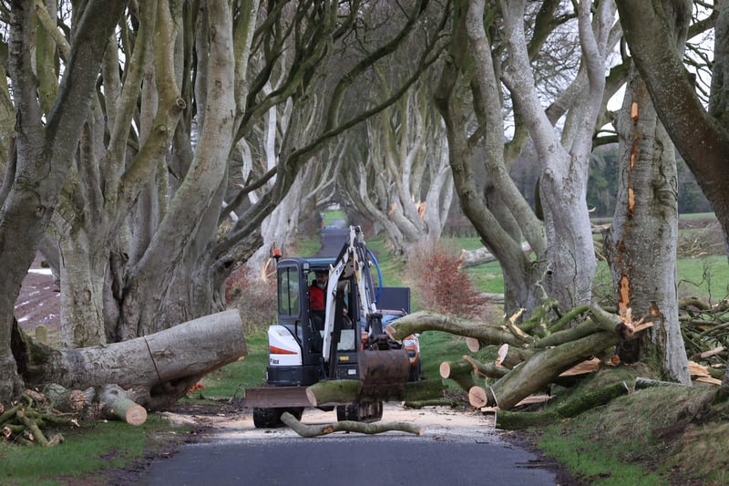 The strong winds overnight from Storm Isha has brought down another large oak tree at The Dark Hedges in Ballymoney.
Photo Stephen Davison/Pacemaker Press