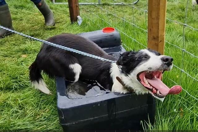 Cap the sheepdog from the Netherlands takes a well-earned cold bath after tough competition at the World Sheepdog Trials last week.