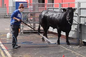 A young woman gets her cow ready for the Balmoral Show 2023