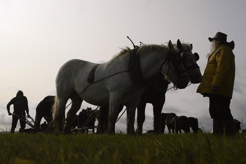 Competitors in the horse ploughing section on day two of the National Ploughing Championships at Ratheniska, Co Laois. Picture: Niall Carson/PA Wire