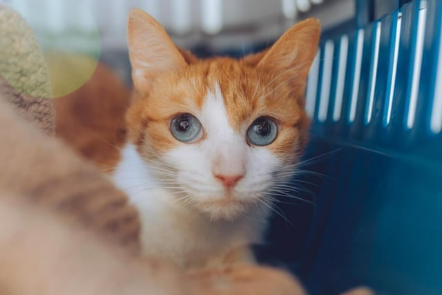 Eight month old Ginger is a reclusive kitty who needs a lot of space and patience, but with enough loving and care she'll come around to your side in no time. She's also part of a pair, with Maisy (up next) being her other half.