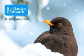 Given something back to nature and sign up for this year's Big Garden Birdwatch