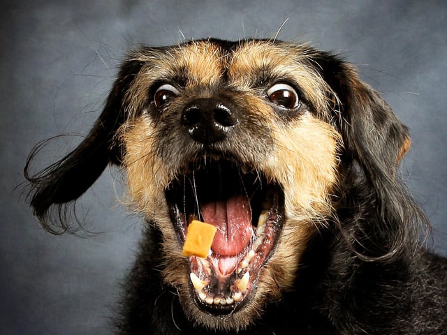 Dogs seem to turn into cartoon characters when they see cheese on the move.