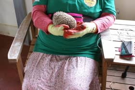 Geraldine and Bobby, a South African pygmy hedgehog