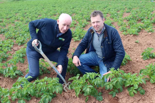 Wilson's Country managing director, Lewis Cunningham and company agronomist, Stuart Meredith, inspecting new season potato crops in Co Down