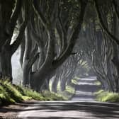 Uncertainty persists over the future of eleven trees at the Dark Hedges in Co Antrim which are consider unsafe. The scene was made famous by the Game of Thrones television series.
Photo: Michael Cooper/Woodland Trust/PA Wire