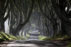 Uncertainty persists over the future of eleven trees at the Dark Hedges in Co Antrim which are consider unsafe. The scene was made famous by the Game of Thrones television series.
Photo: Michael Cooper/Woodland Trust/PA Wire