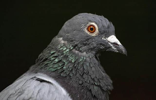 A total of 136 pigeons were removed from the property to have veterinary examinations