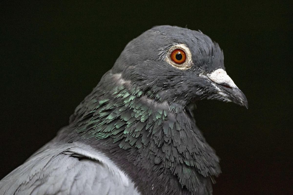 Belfast man kept more than 100 pigeons in his rubbish-strewn and faeces-filled house