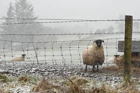 A sheep standing in snow