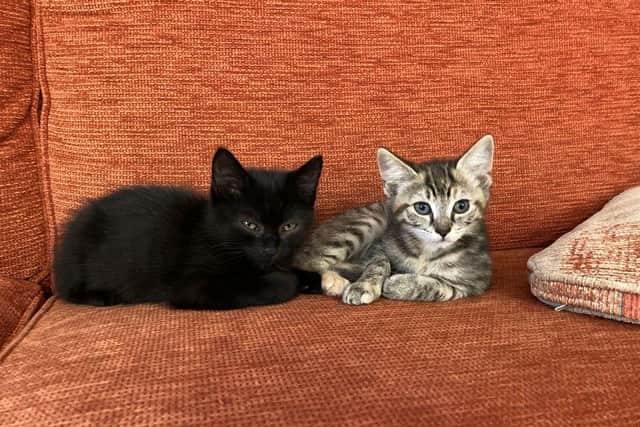 kittens dropped off at Crosskennan Animal Sanctuary