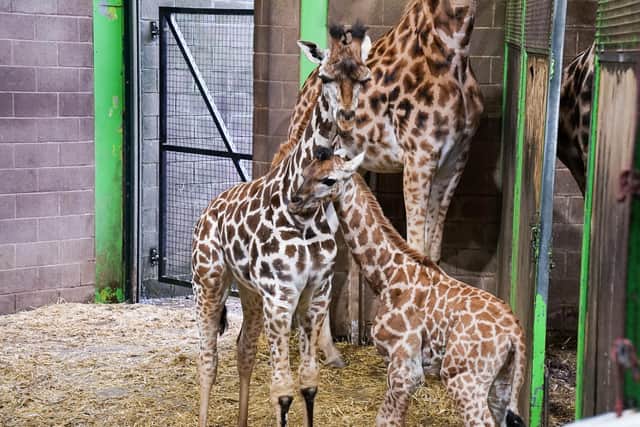 Zoo manager, Alyn Cairns, expressed his excitement about the new calf that has just arrived in the giraffe house.”