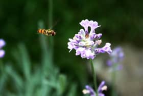 Marmalade hoverfly