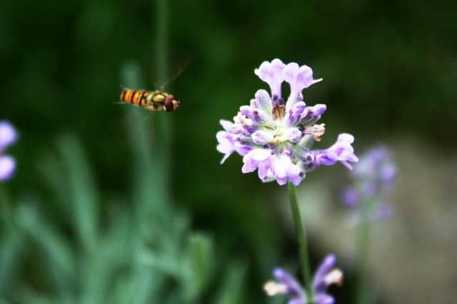 Marmalade hoverfly