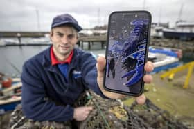 Stuart Brown, 28, from Bangor, Co Down, skipper of the Huntress fishing boat for Seafresh, at Bangor Marina,  showing an image on a phone of a rare blue lobster he found in one of his lobster pots last Friday.