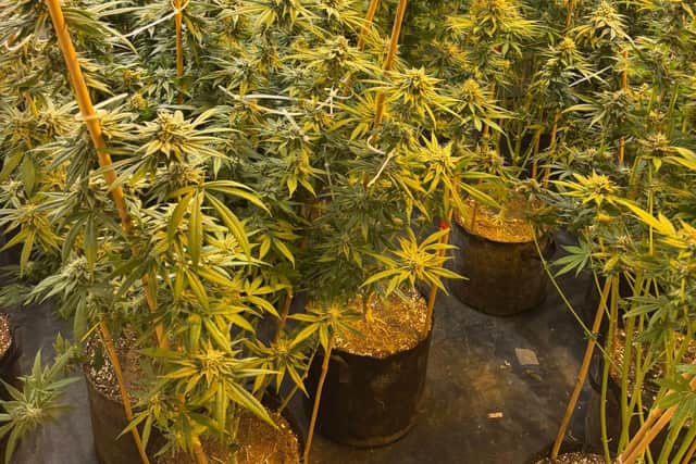 A cannabis factory in a Coleraine home raised by police.