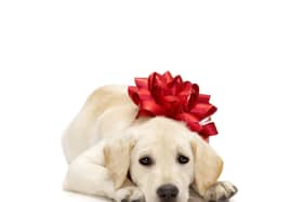 A Christmas puppy