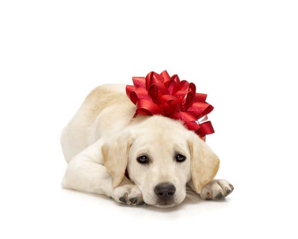 A Christmas puppy