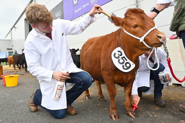 All creatures great and small at the Balmoral Show. Photo: Arthur Allison/Pacemaker Press