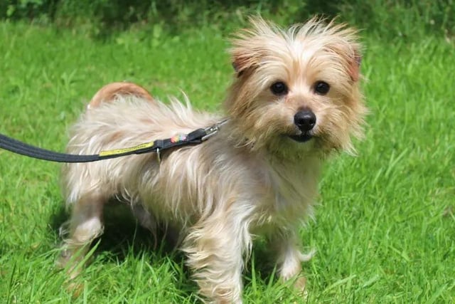 Boo is a fantastic 6 year old Yorkshire Terrier Crossbreed looking for his new start in life. 

Boo can be a little bit shy at first but once he gets used to you being around him he is super friendly and even looks for a cuddle!

 Boo doesn't have much known history but he is very dog social and could potentially live with another suitable dog in his new home. 

If there are children in the home, they will need to be sensible and of secondary school age. 

Boo has lots of energy and would do well in a home where he will be taken on plenty of walks! 

He will happily jump into the car to travel with you to fun walking locations. A secure outdoor space is essential for Boo in his new home.