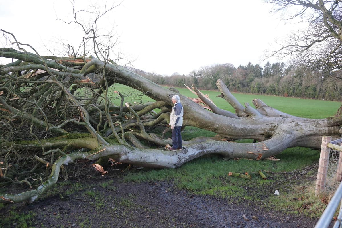 Dark Hedges: six more trees to be felled but work begins to preserve remaining 80