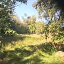 Tullynagardy Wood in Co Down. Planners had okayed a housing development over more than one-third of it; that decision was overturned by politicians, but was then appealed by the developer behind it.