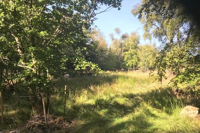 Tullynagardy Wood in Co Down. Planners had okayed a housing development over more than one-third of it; that decision was overturned by politicians, but was then appealed by the developer behind it.