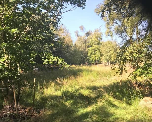 Tullynagardy Wood in Co Down. Planners had okayed a housing development over more than one-third of it; that decision was overturned by politicians, but was then appealed by the developer behind it.