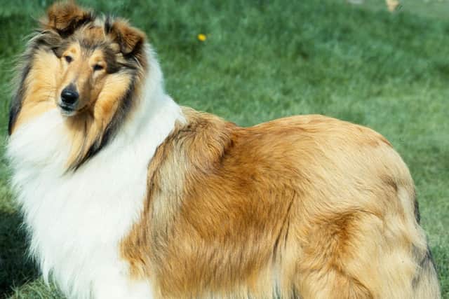 The rough collie faces an uncertain future following a steep decline in the breed's popularity to record their lowest numbers in more than 75 years. The breed is now close to being classed as "at risk" by The Kennel Club, which monitors breeds with declining numbers in the UK.