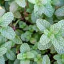 Mint is a super fast growing plant