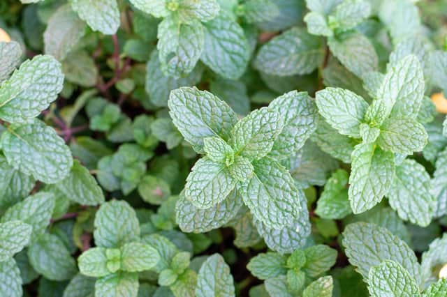 Mint is a super fast growing plant