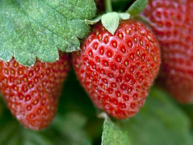 Out of season strawberries flown here from far flung places are very disappointing. They may look like a strawberry but they don’t taste anything like a variety you’d get here in summer. Picture: PA