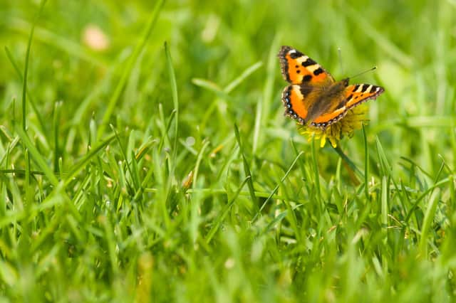 A butterfly on a lawn.